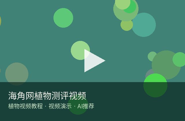 四虎视频