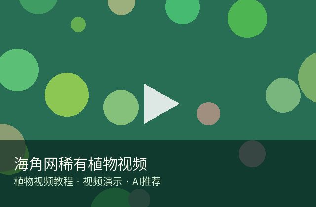 四虎视频